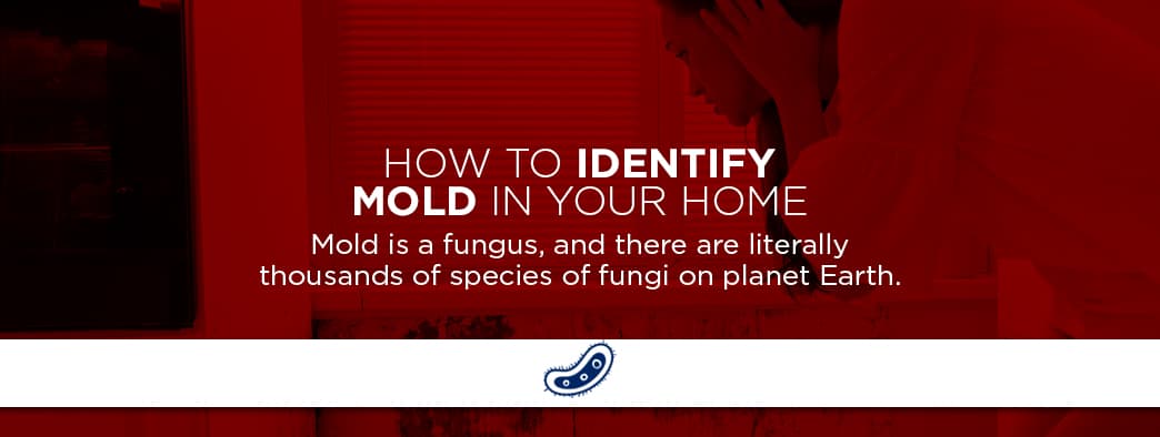 how to spot mold in your home