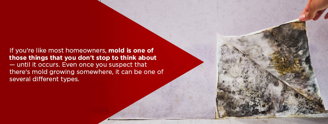 How to Identify and Prevent Mold in Your Home