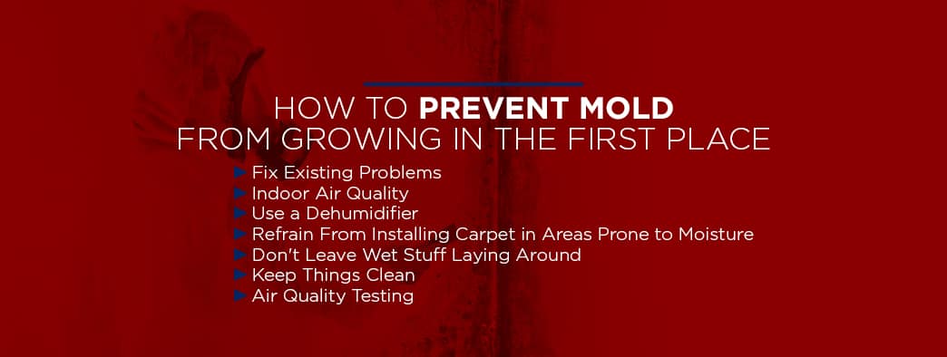 prevent mold from growing