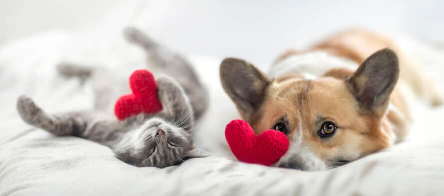 dog and cat on bed with red hearts